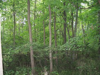 Property photo 2 - 229 +/- Acres Offered in 2 Tracts - Land Auction